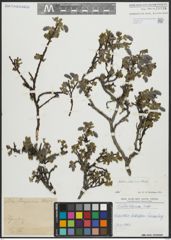 Foto von Salix alpina Scop.